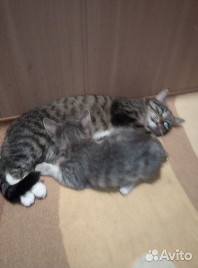 Отдам котяток в добрые ручки