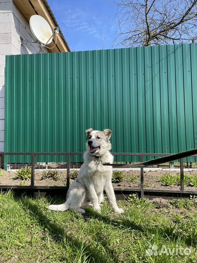 Собака в добрые руки
