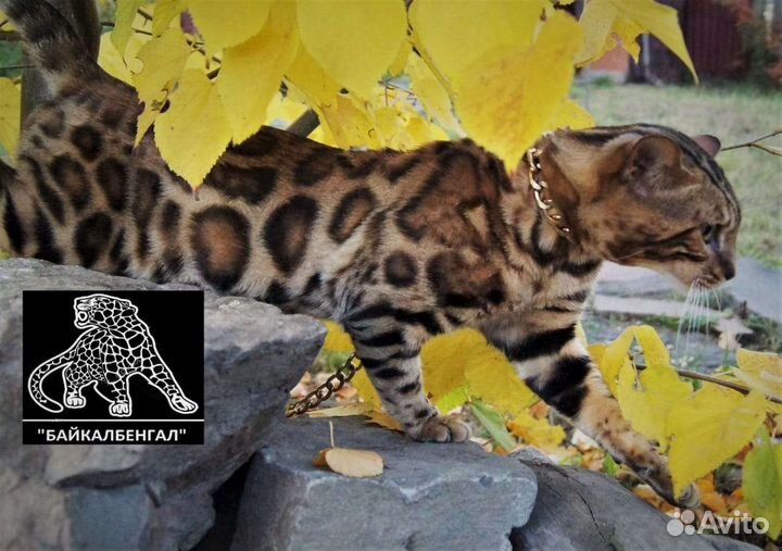 Бенгальский кот. Вязка