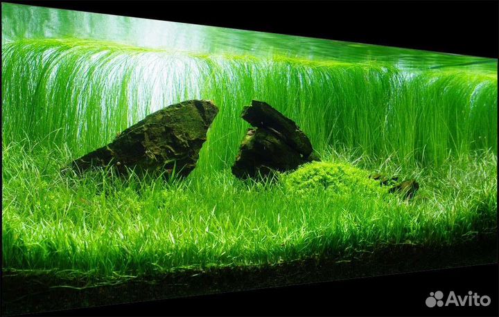 Аквариумные растения