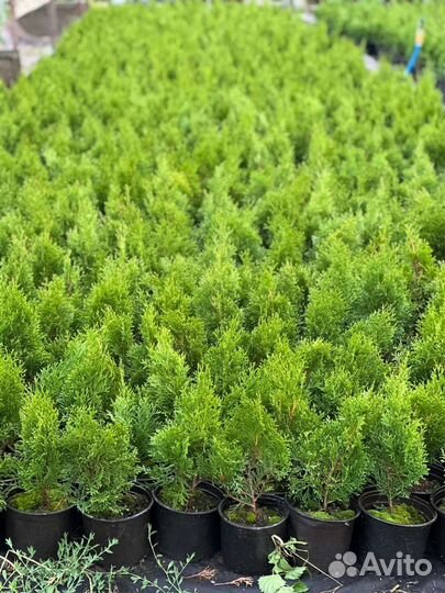 Туя смарагд