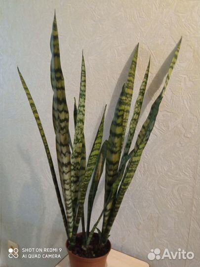 Сансевиерия