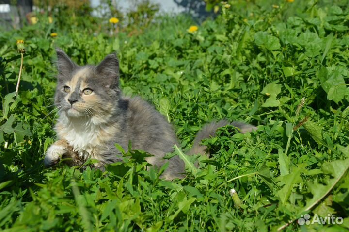 Котята мейн-кун девочка