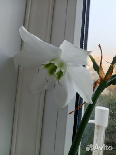 Эухарис-амазонская лилия