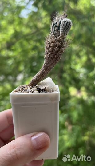 Кактус turbinicarpus krainzianus var. minimus