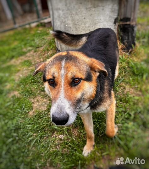 Собака в добрые руки