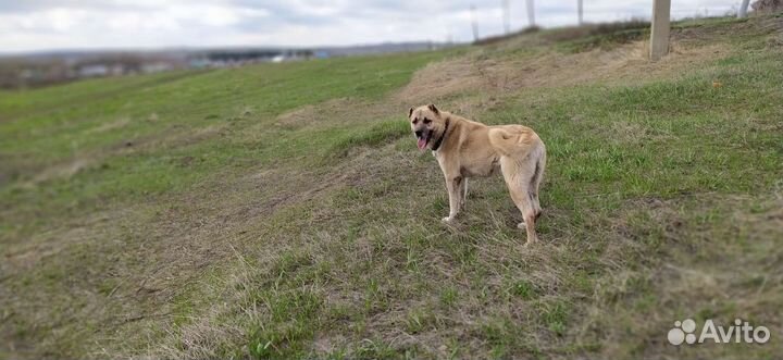 Вязка кангал