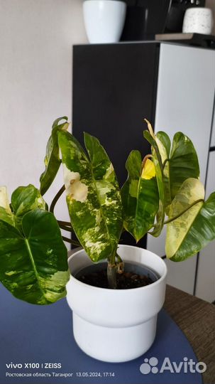 Филодендрон бурле макс вариегатный