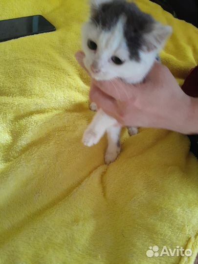 2 котенка в добрые руки