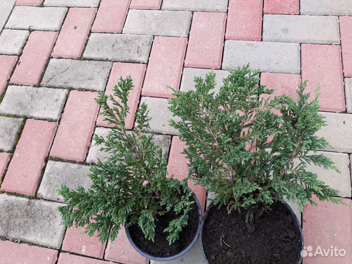 Можжевельник 