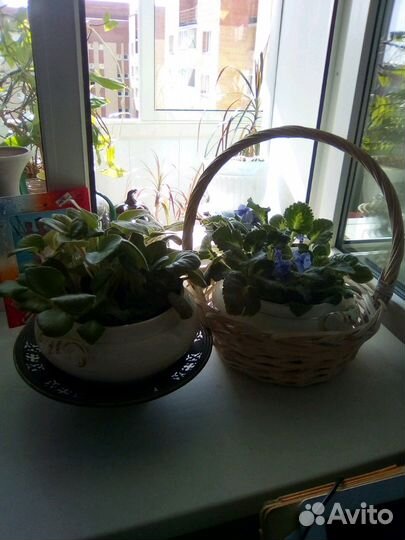 Фиалки большие