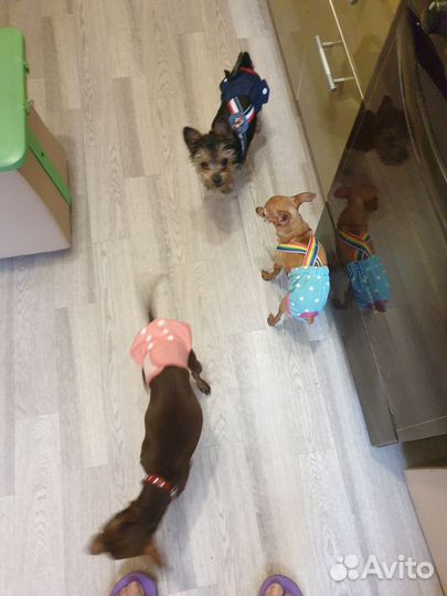 Йоркширский терьер мини