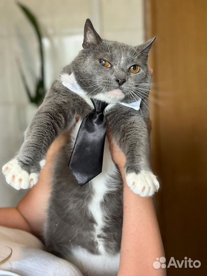 Кот в добрые ручки
