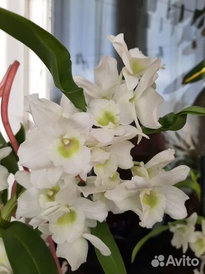 Дендробиум