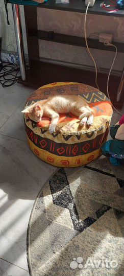 Котенок мальчик 1,5месяца в добрые руки