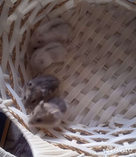 Джунгарские хомячки разных окрасок (клетки)