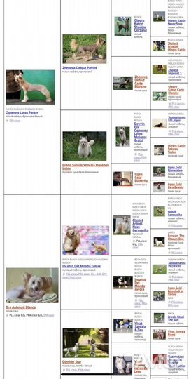 Кобель китайской хохлатой (пуховка) для вязки