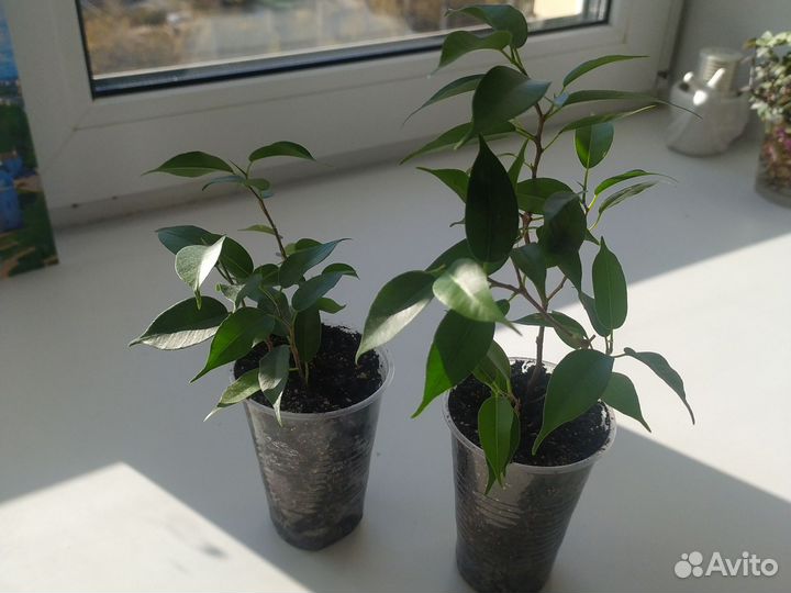 Фикус Бенджамина Наташа