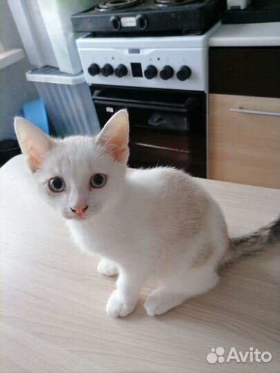 Кошечка Юлька