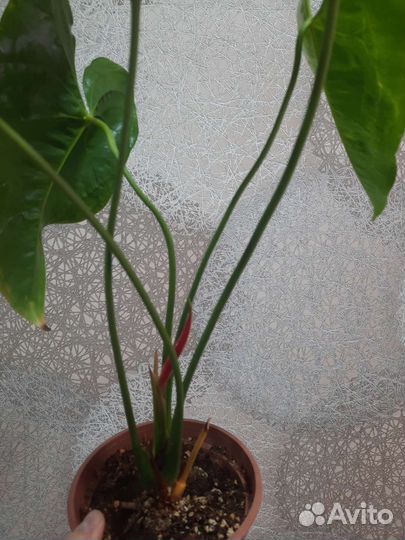 Антуриум Dakota