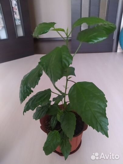 Гибискус (китайская роза)