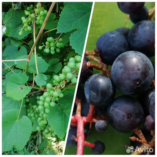 Черенки винограда