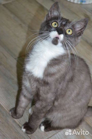 Кошка в дар