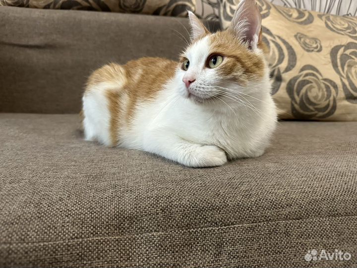 Рыжий кот