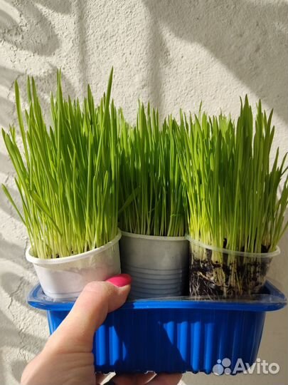 Овёс пророщенный