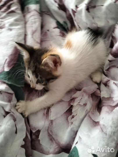 Трёхцветный котёнок