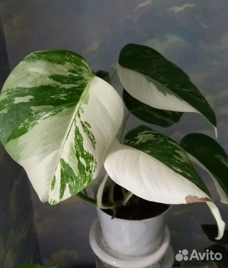Монстера вариегатная alba