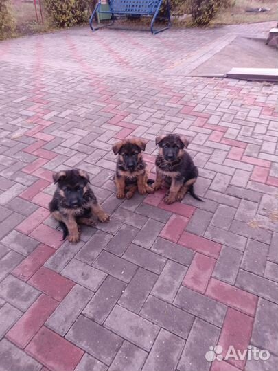 Щенки немецкой овчарки с документами