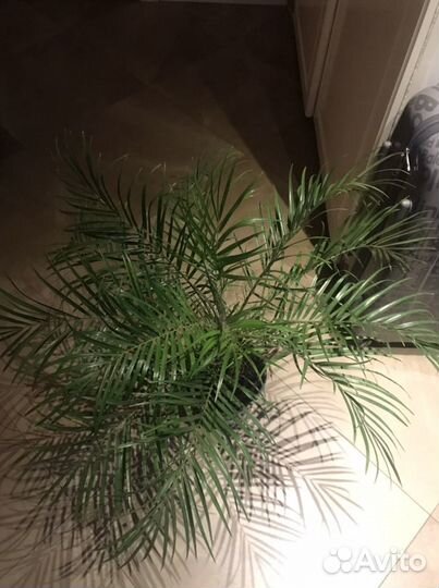 Финик Робелена, финиковая пальма