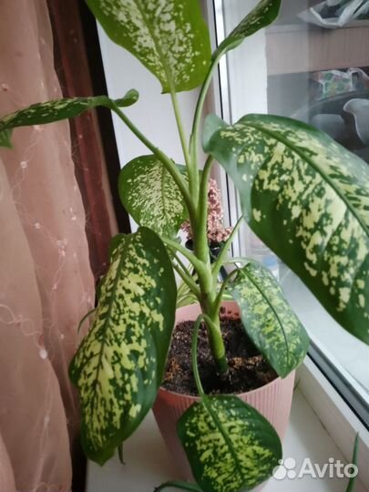 Диффенбахия