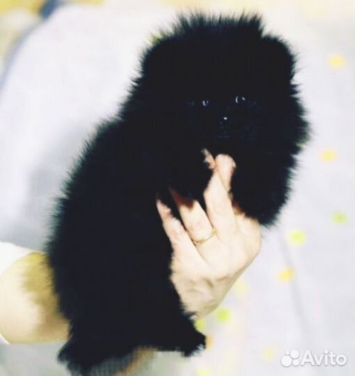 Чистокровный щенок шпица 3 мес, полностью привит