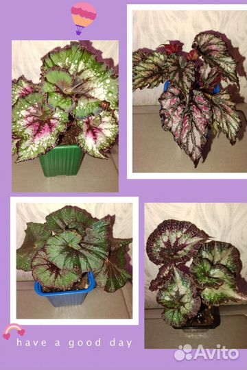 Бегония декоративно лиственная