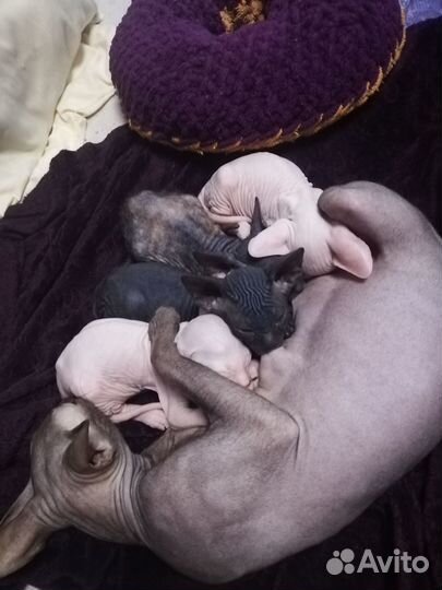 Донской сфинкс котята голорожденные резинки