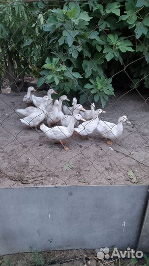 Пекинская утка