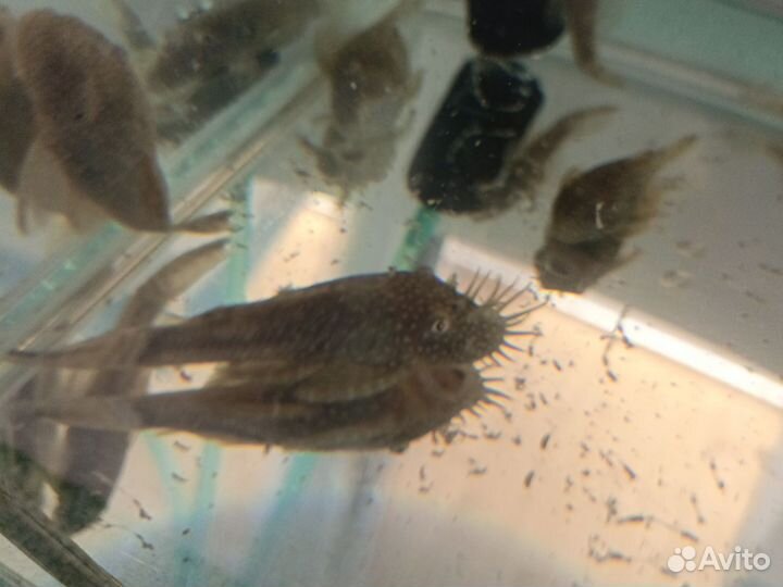 Сомики анциструсы