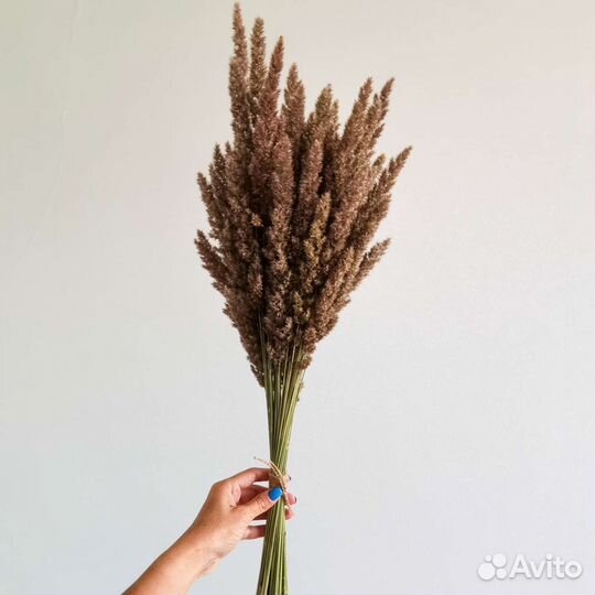 Сухоцветы букет Вейник