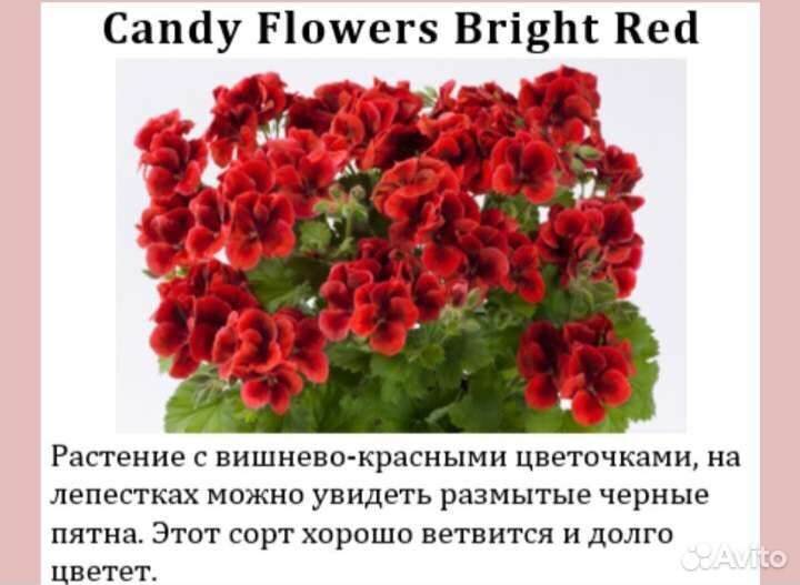Королевская пеларгония