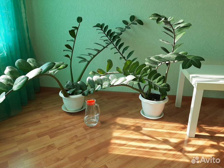 Комнатный цветок большой