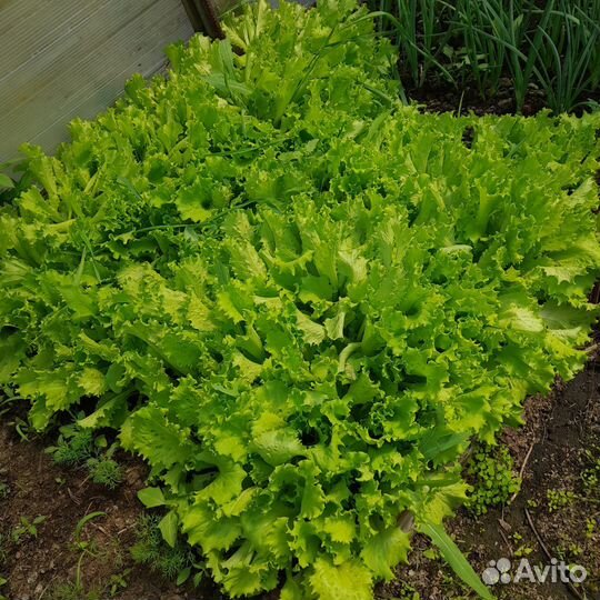 Зелень со своего огорода