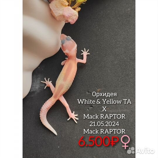 Малыши эублефаров