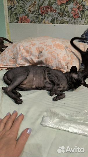 Канадский сфинкс