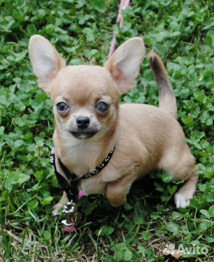Щенки чихуа. Мальчик на фото