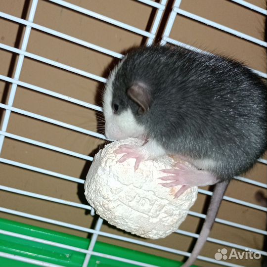 Крысята от заводчика, сатиновые, дамбо