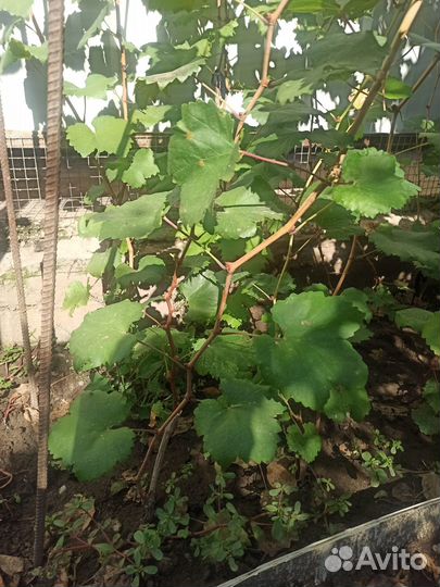 Виноград саженцы: Лора Ливия Анюта Рошфор