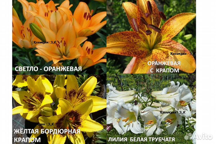 Лилии Сортовые. Доставка Пересылка Почтой