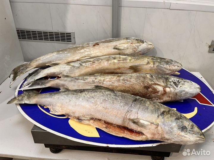 Красная рыба-Кета